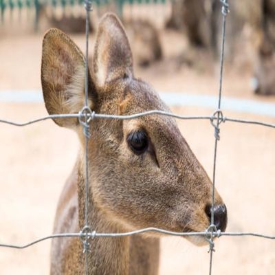 Rolamento de vedação de campo de arame farpado de zinco pesado de nós fixos - Rede de arame farpado de pastagens, arame farpado galvanizado para gado e ovinos