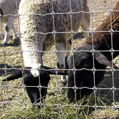 1.8m Alturas Caprinos Fenda de malha de arame galvanizado anticorrosão